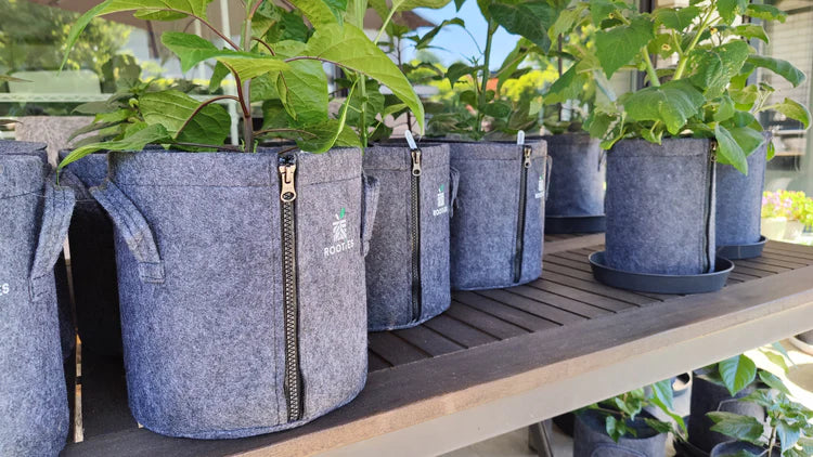 Rooties 15l fabric pot with zipper 30 liters Living Soil Edition