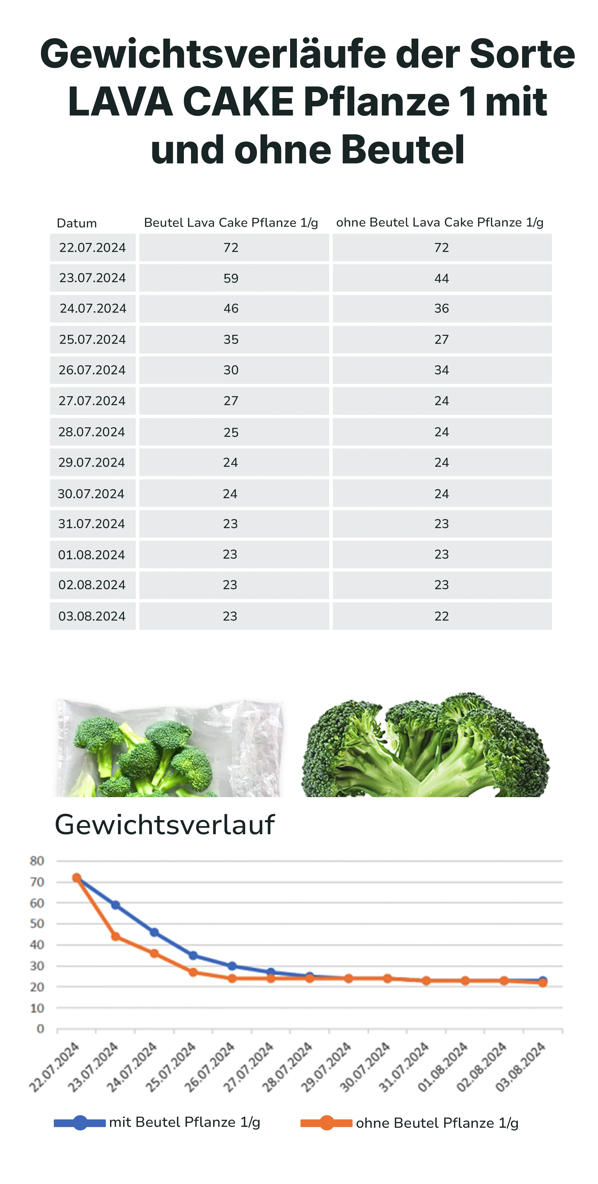 gewichtesverläufe der sorte lava cake pflanze 1 mit und ohne beutel, datum, tabelle, diagramm