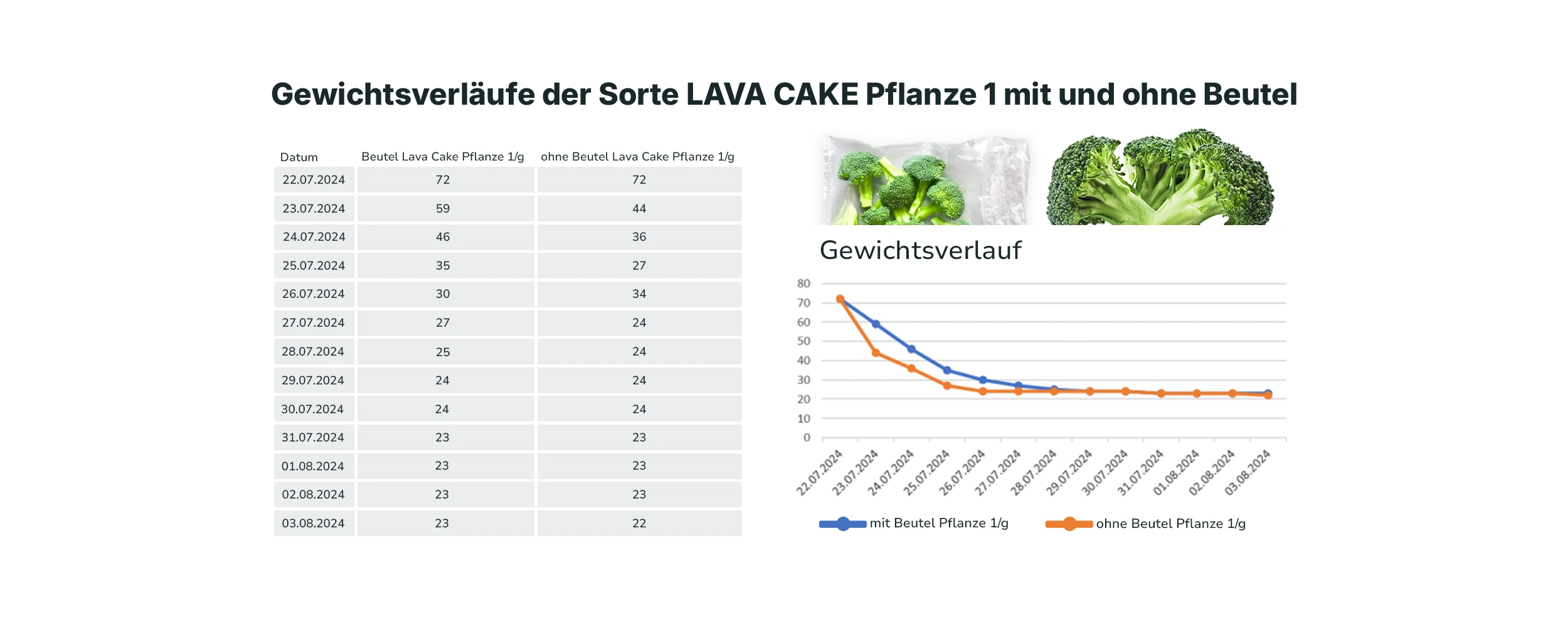 gewichtesverläufe der sorte lava cake pflanze 1 mit und ohne beutel, datum, tabelle, diagramm
