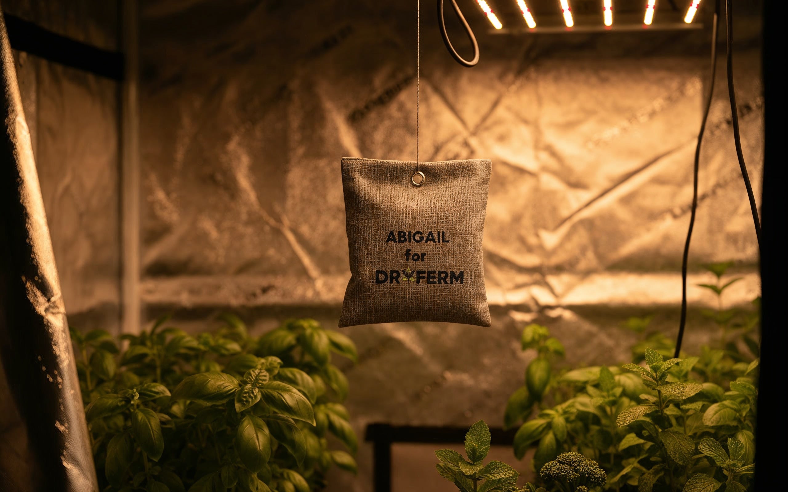 grow ohne zelt Abigail – Luftreiniger fürs Growzelt ohne Strom – Dryferm